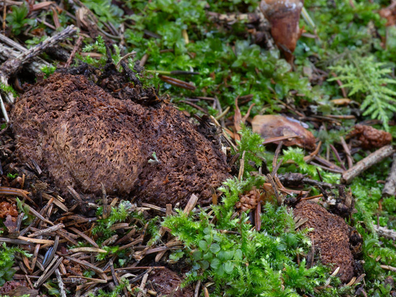 Gautieria villosa var. inflata Gautieria villosa var. inflata